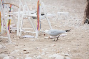 Weddingplanner Limburg